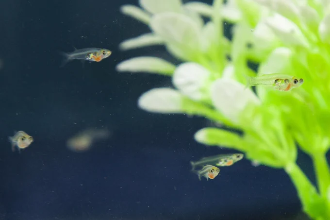 School of adult Danionella cerebrum, photo credit: Dr. Lisanne Schulze, UCSD