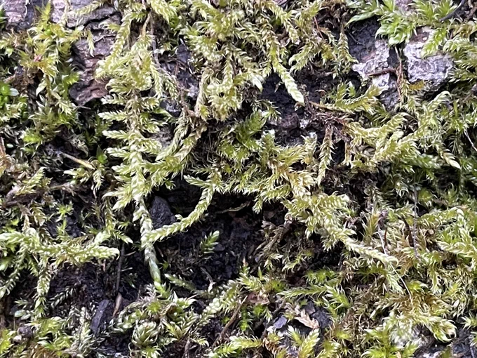 Detail of a feathery miss on a tree stump.