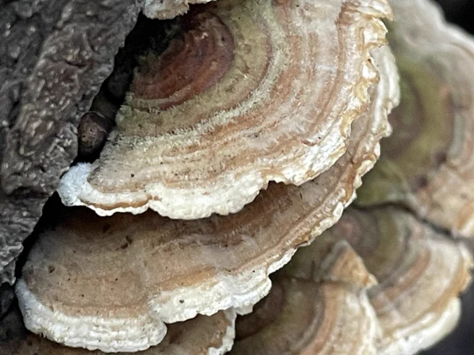 Close up of turkey tail fungus with rings in different shades of brown.
