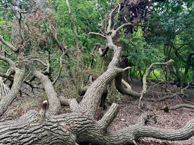 large fallen oak tree, sprawled across the ground in a wood. Photo Katie Boyles
