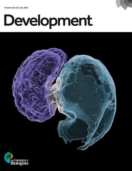 Cover of Issue 13: The zebrafish cardiac extracellular matrix, labelled by Tg(ubb:ssNcan-GFP) expression and surface rendered in 3D using Imaris. Colours mark the distinct cardiac regions: ventricle in purple, atrioventricular canal in yellow, and atrium in green. See Research article by Gentile et al.