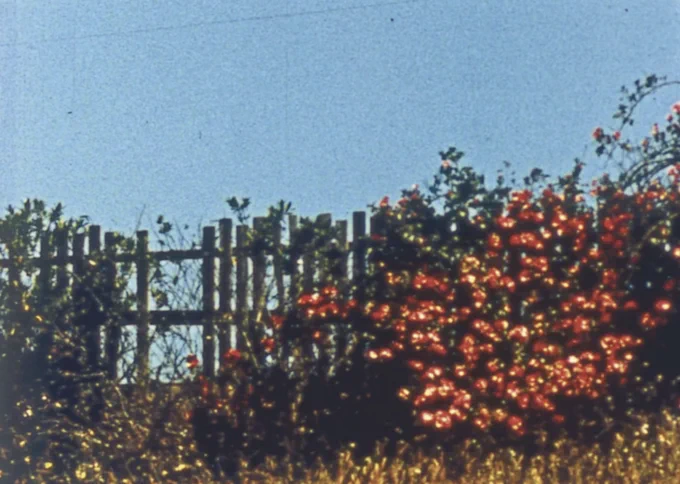 A 16mm film still showing foliage and sparkling red flowers entangled with a wooden fence against a vivid blue sky.