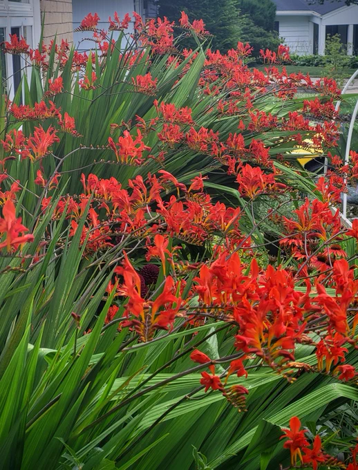 Two large sprays of red croscosmia flowers fill the image. The green leaves and stem provide a backdrop to the dozens of individual flower stems. Three houses can be seen in the background.