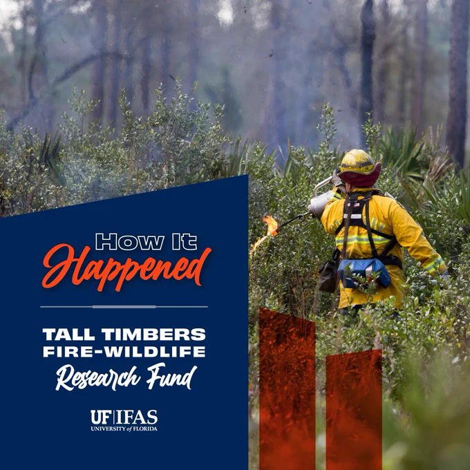 A firefighter wearing a yellow suit and helmet is using equipment to manage a controlled burn in a wooded area filled with green shrubbery. To the left is a graphic panel with blue background featuring text: "How it Happened – Tall Timbers Fire-Wildlife Research Fund – UF/IFAS." The panel includes the research fund's name and a logo.