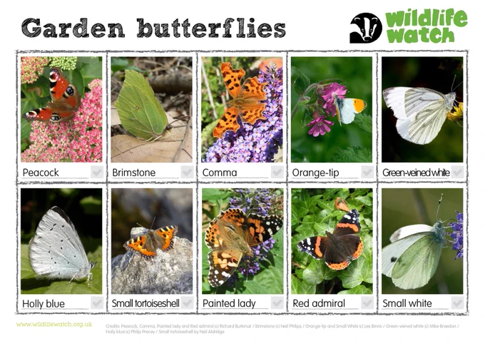 Garden butterflies ID guide