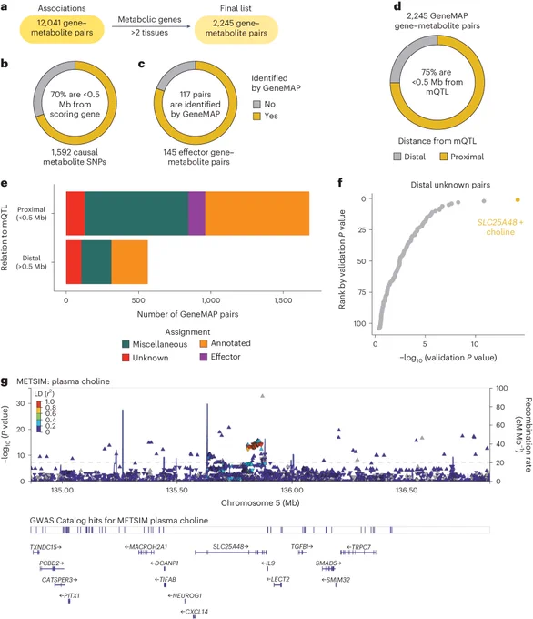 GeneMAP identifies SLC25A48 as a genetic determinant of blood choline levels.