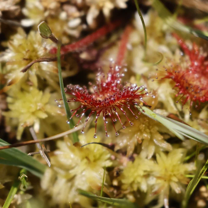 Close-up of a red sundew plant amidst green moss.