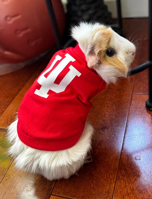 A white guinea pig with a swipe of orange fur on the right side of its face wears a tiny red sweatshirt with a big white IU trident on the back.