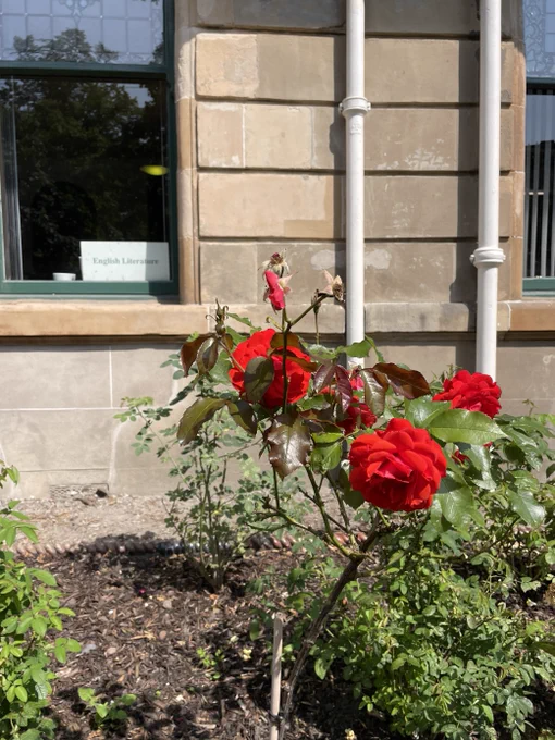 A red rose bush outside the English Literature department at University Gardens