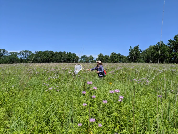 USGS scientist collecting insects in a grassy field.