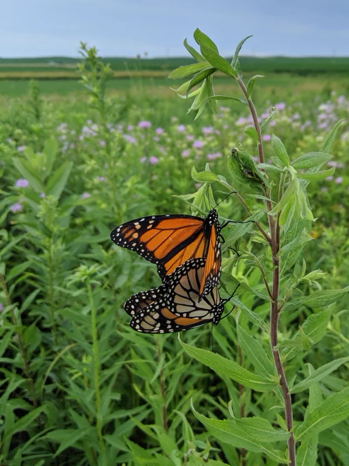 Monarch butterflies perch on a plant in a field full of wildflowers.