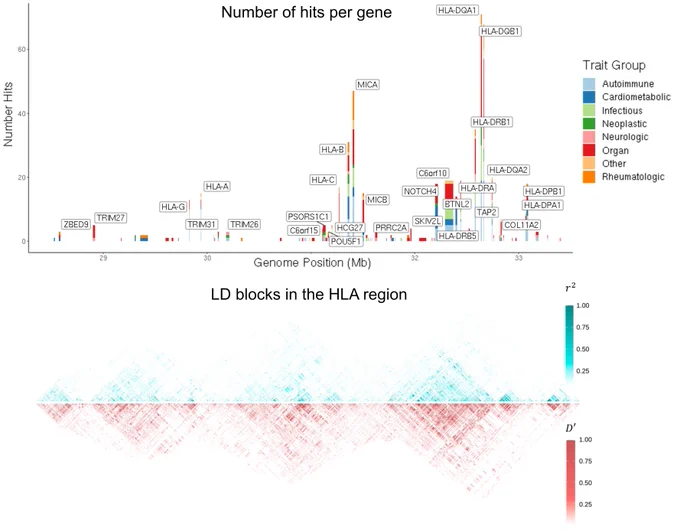Top plot is a bar plot binning the number of GWAS hits by nearest gene. Bottom plot shows the LD blocks across the HLA region, with r^2 and D'.