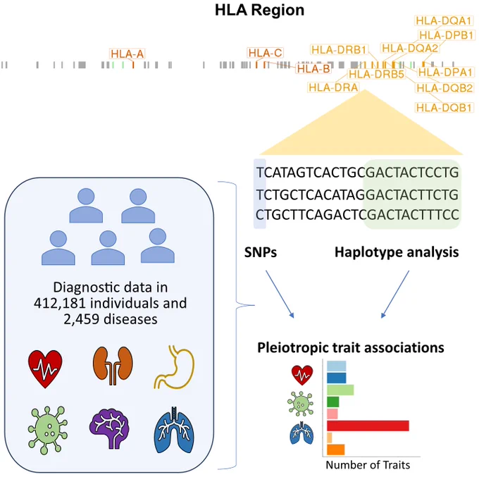 Overview schematic of the study