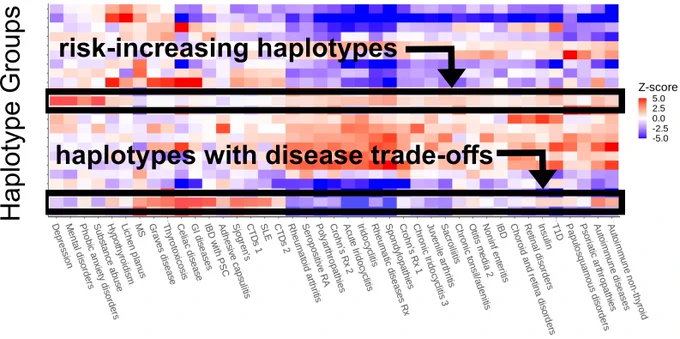 Heatmap showing the Z-scores from the haplotype regression analysis for each haplotype group - disease association