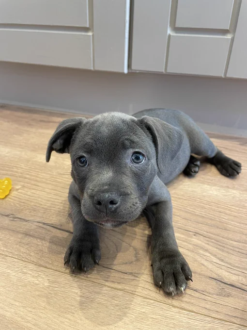 A puppy laying on a wood floor
