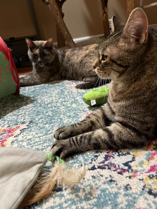 A tabby lying close to the camera on a patterned rug while her calico sister watches.
