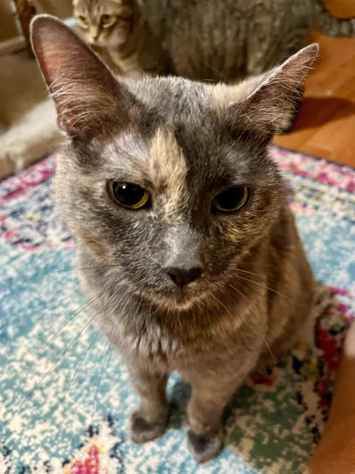 Close up of an adorable calico kitty’s face.