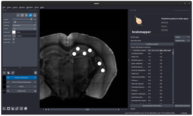 A screenshot of the brainmapper widget, showing the distribution of napari points within a BrainGlobe atlas. 