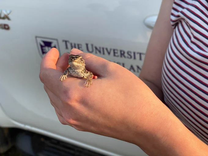 Condamine earless dragons approve of this research