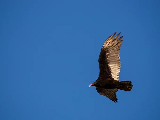 A turkey vulture (Cathartes aura) flying through the sky. Photo credit: Jonathan Rader.