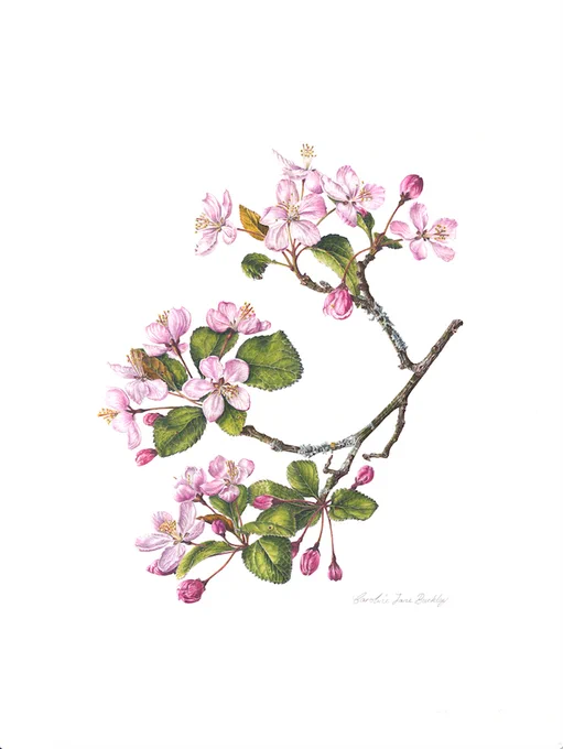 A watercolour painting of a branch of pink blossom.
