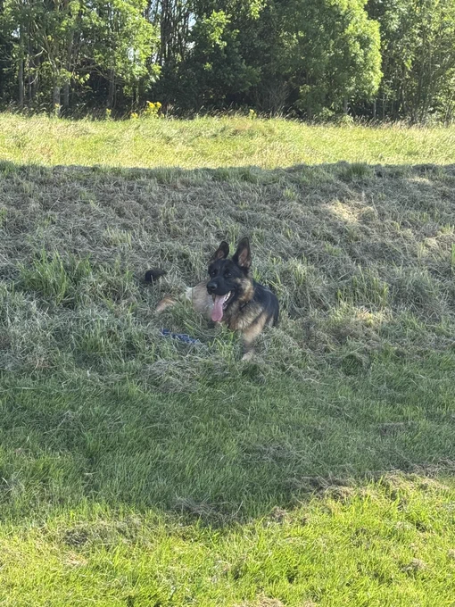 German Shepherd Dog sitting in the shade of a field