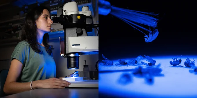 A diptych photo where the left image is that of biology student Ava Towle ’26 looking into a microscope at a lab in the Shapiro Science Center.  The right image has a green hue and we see macro shots of fruit flies.
