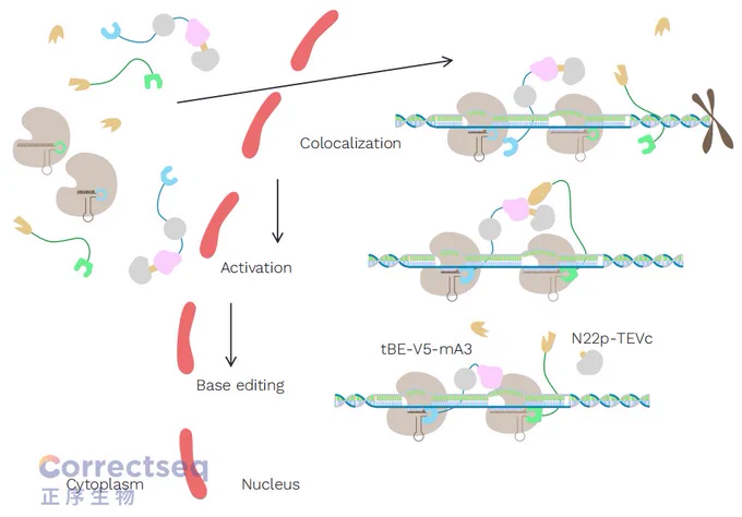 The editing process of tBE (From EHA2024 Scientific Congress Report)