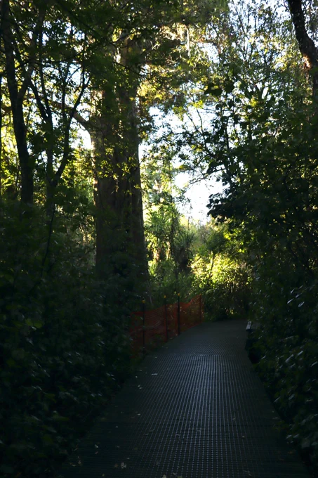 An elevated walkway through tropical forest. 