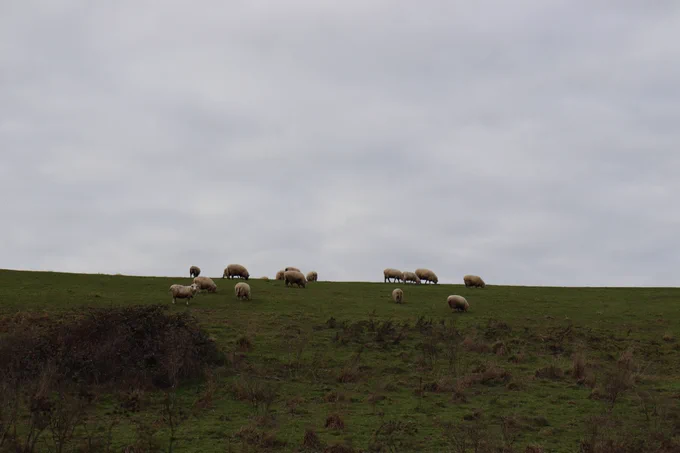 A bunch of sheep on a green hill 