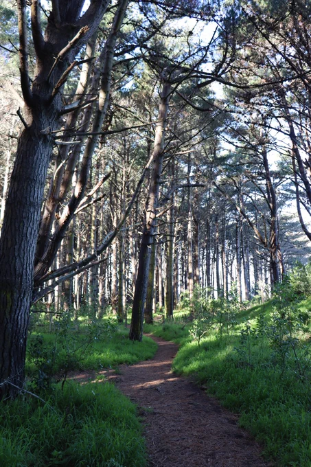 Bright green grass along a forest walkway
