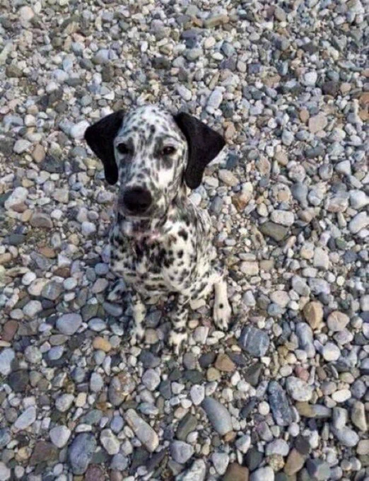 Dalmatian blending on with a lot of rocks. Thwir ears, eyes, and nose stand out