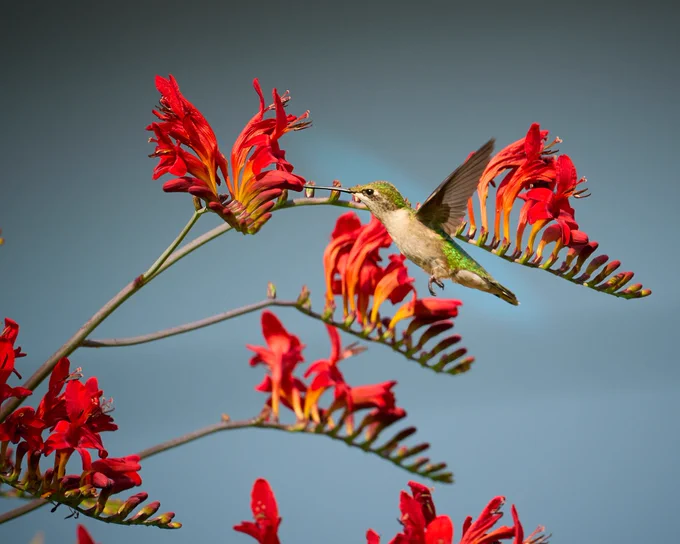 A hummingbird hovers next to a flowering crocosmia. It's beak is deep in the flower looking for nectar.
