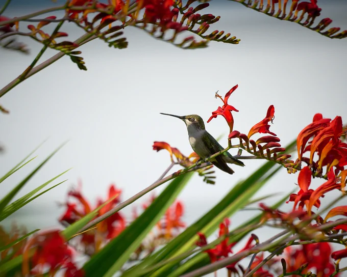 A hummingbird sits in the middle of a spray of croscomia. The Sun peaks through the leaves and lights up the face of the bird.