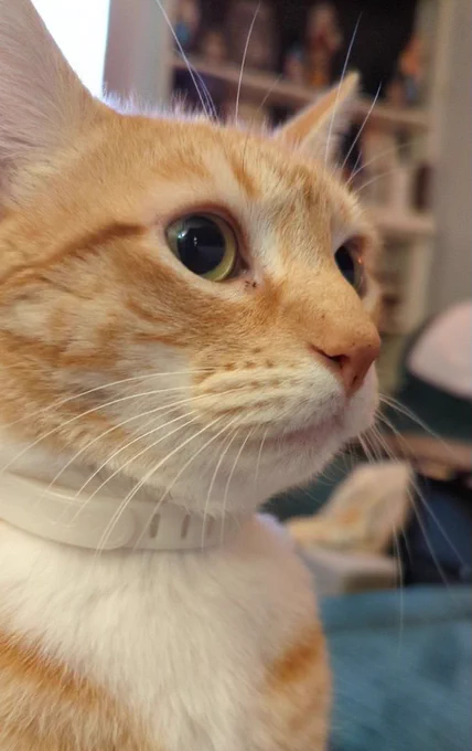 an orange cat is looking optimistic, alert and a little bit baby