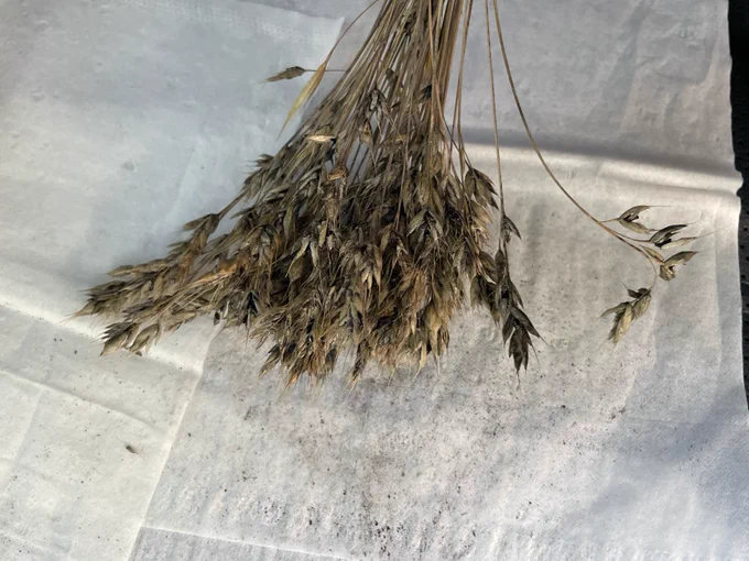 "sooty grass heads"