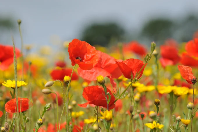 Poppies (Papaver rhoeas)and Corn Marigolds (Chrysanthemum sagetum) growing at Scotia Seeds farm near Montrose. ©Lorne Gill/NatureScot