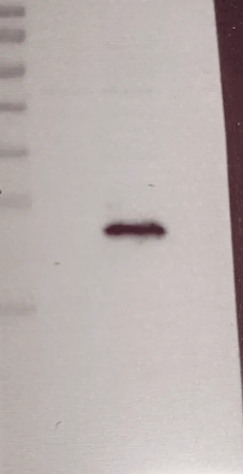 A black line on white background