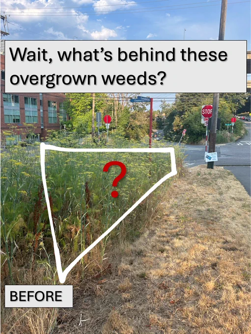 Weeds have grown super tall and make it impossible for people driving cars to see people walking and biking until everyone is nearly entirely _in_ the crosswalk. It creates a really dangerous situations where people are at risk because of the lack of maintenance.