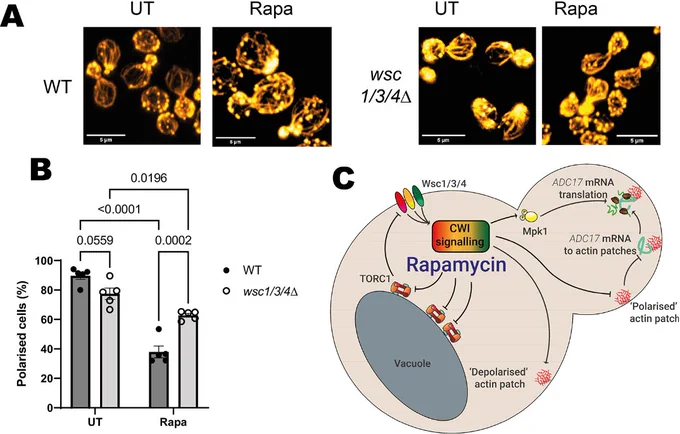 Figure showing that actin is depolarised via the CWI pathway sensors in response to rapamycin treatment.