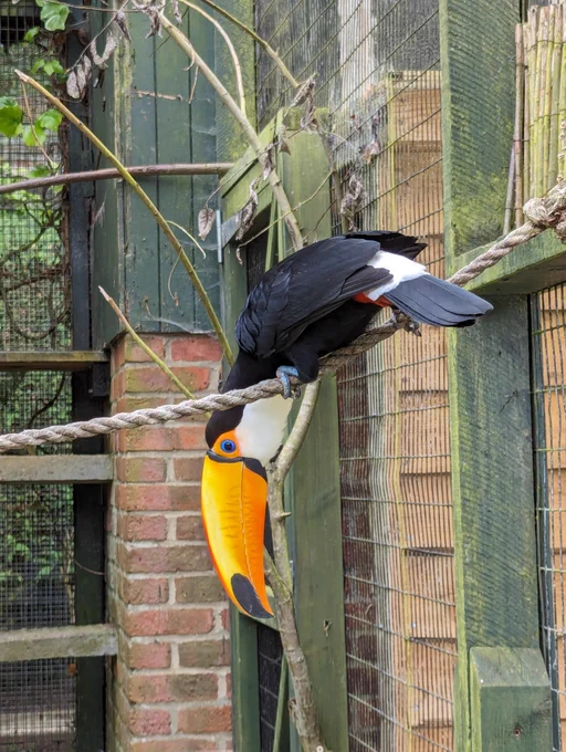 A Toucan dangles from a rope, its bright orange beak extending towards the floor. Probably a snack down there or something.
