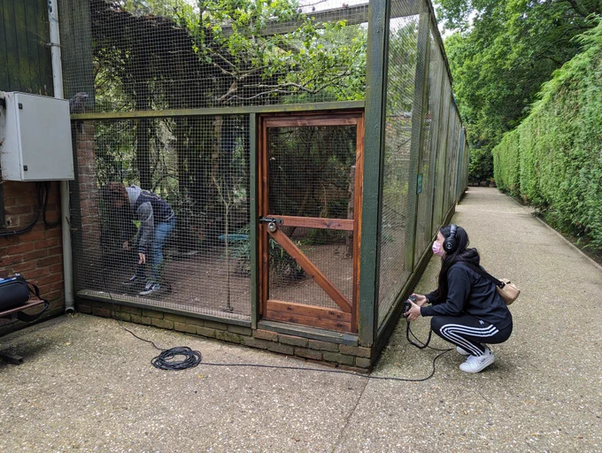 Two members of the Rare Audio team work from the enclosure of a Tawny Frogmouth to record the Toucan in the next one along, keeping their important equipment out of its grasp. Unlike the poor microphone cover.