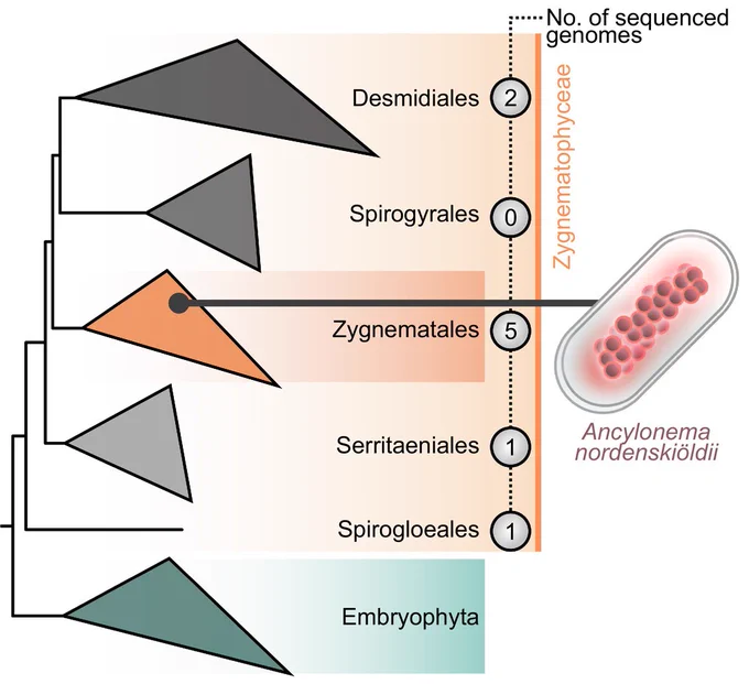 Genomes sampled from the Zygnematophyceae, the closest algal relatives of land plants. A cladogram based on Hess et al. (2022) depicts the phylogenetic relationships within Zygnematophyceae, divided into a five-order system.
