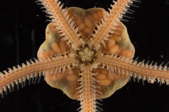Amphiura filiformis
