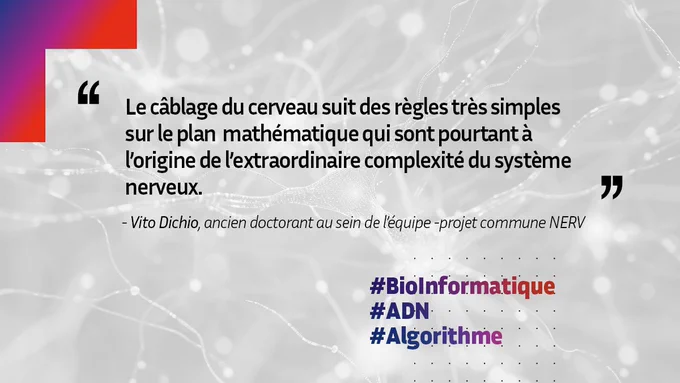 Citation de Vito Dichio, ancien doctorant au sein de l’équipe -projet commune NERV : "Le câblage du cerveau suit des règles très simples sur le plan  mathématique qui sont pourtant à l’origine de l’extraordinaire complexité du système nerveux."