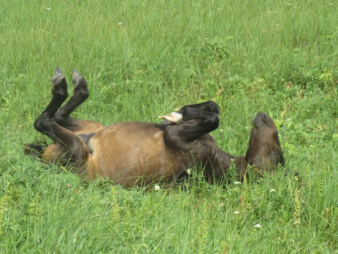 A Sable Island feral horse on its back in the grass. This horse is not dead, merely doing its level best to pretend that it is.