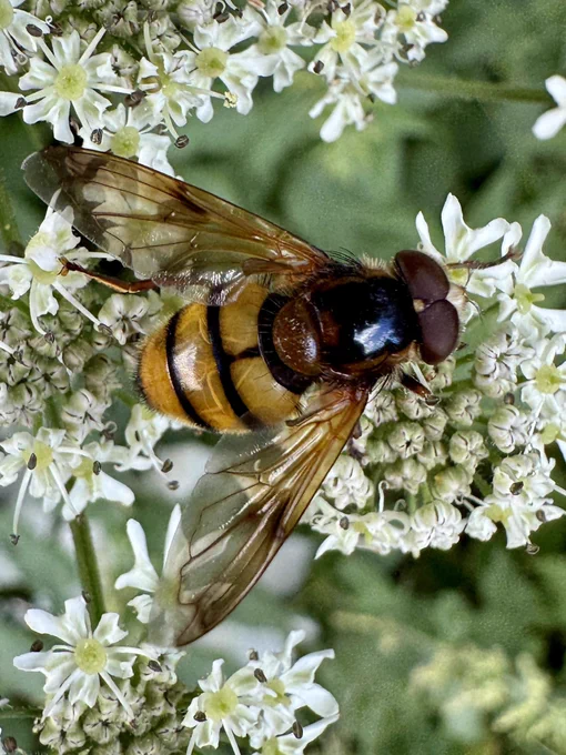 A large black a yellow wasp mimic hoverfly resting on the white lacy flowerhead of an umbellifera. The eyes are touching so it is a male. It has a dark shiny thorax and brown veined wings.