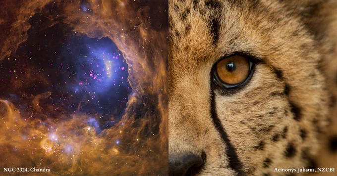 Image of a cheetah's face next to a vibrant space image of the galaxy NGC 3324, also known as "Cosmic Cliffs", captured by @chandraxray. The image includes labels for identification. The cosmic image features two star clusters surrounded by golden clouds, while the cheetah was photographed by Ronda Gregoria at the @NationalZoo Conservation Biology Institute. Its golden eye resembles the "Cosmic Cliffs" star cluster with its golden clouds.
