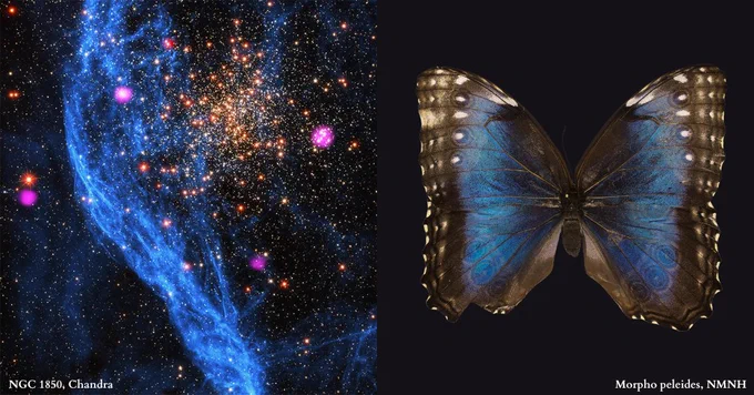 A vivid split image contrasting deep space and nature. On the left, the Chandra X-ray image of the galaxy cluster NGC 1850 showcases swirling blue and white cosmic clouds interspersed with bright pink star clusters. On the right, a close-up photo of a Morpho peleides butterfly, displaying its iridescent blue wings dotted with black and white spots and bordered in brown. Below each image are labels: "NGC 1850, Chandra" for the galaxy cluster and "Morpho peleides, NMNH" for the butterfly.
