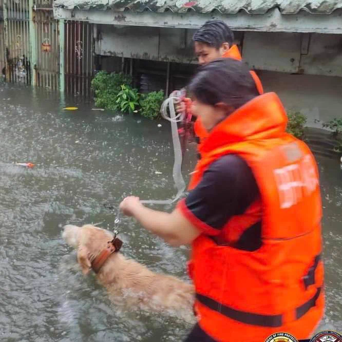 ‘NO PET LEFT BEHIND’ 

Kasama sa inililikas ng mga LGUs at volunteer centers ang mga alagang hayop na naapektuhan sa gitna ng hagupit ng bagyong #CarinaPH 

📷: BFP NCR Malabon & HFSCD Tanza 

#NET25NewsandInformation
#NET25News
#bagyongcarina
#petrescue
#nopetleftbehind
#CarinaPH